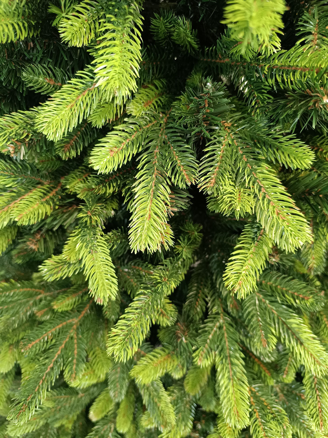 Brad artificial Christmas Deluxe by , Carpati cu varfuri verzi, 2D+3D, 210cm