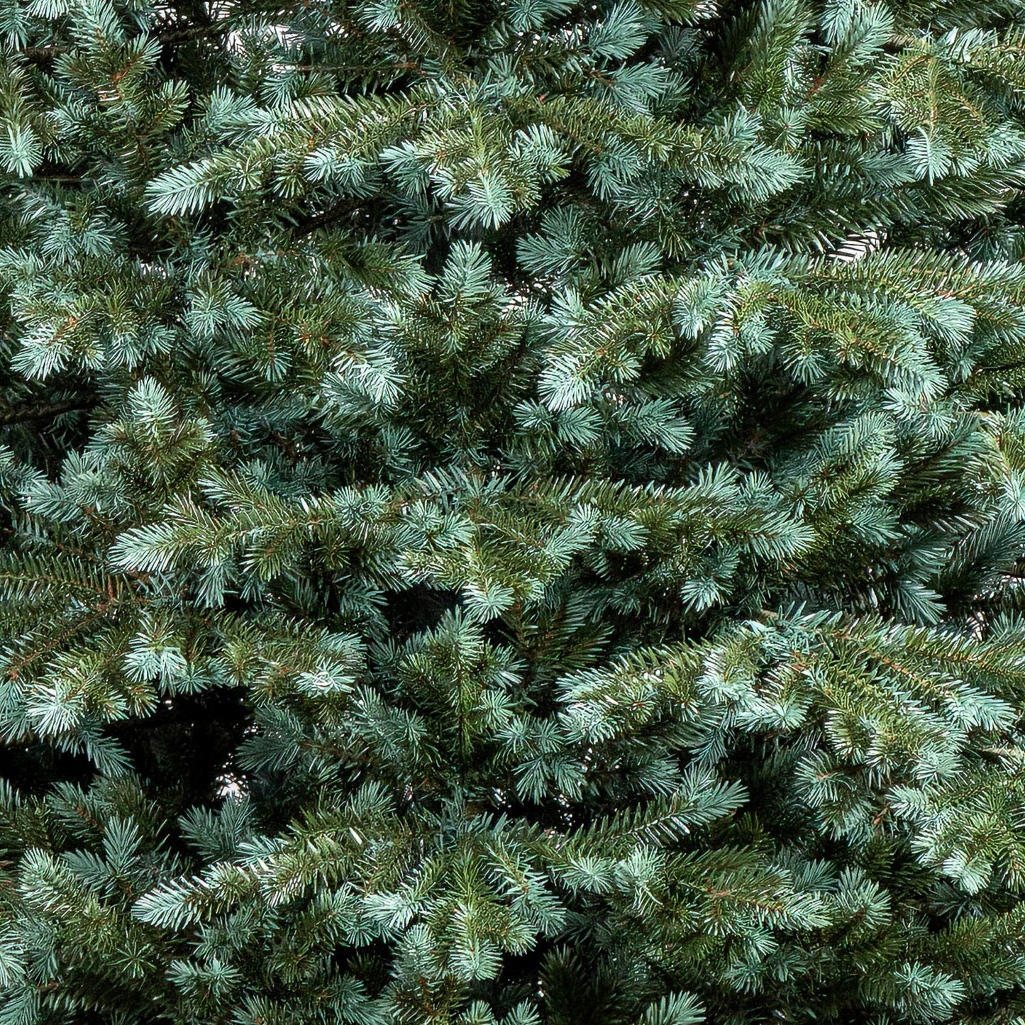 Brad artificial Christmas Deluxe by , Alaska Select verde argintiu, integral 3D, 180 cm