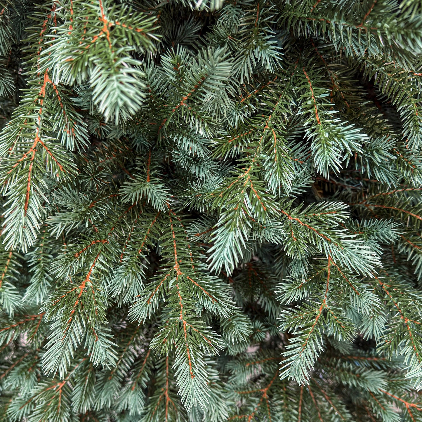 Brad artificial Christmas Deluxe by , Alaska Select verde argintiu, integral 3D, 250 cm