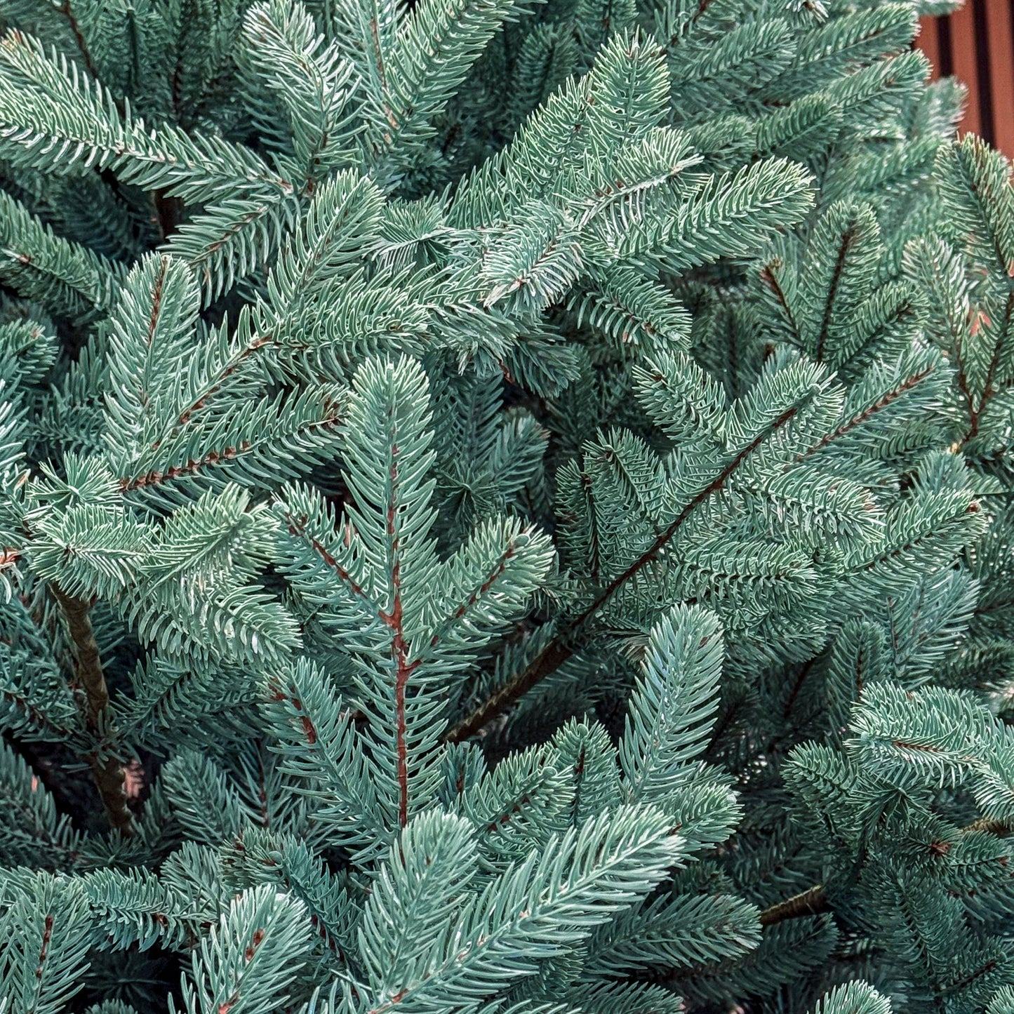 Brad artificial Christmas Deluxe by , Viena Select argintiu, integral 3D, 250 cm