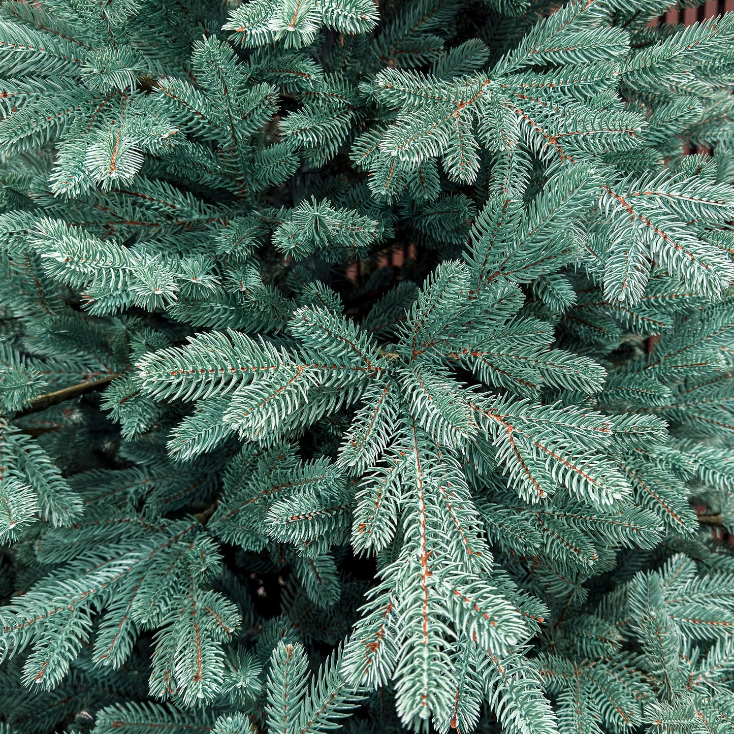 Brad artificial Christmas Deluxe by , Viena Select argintiu, integral 3D, 250 cm