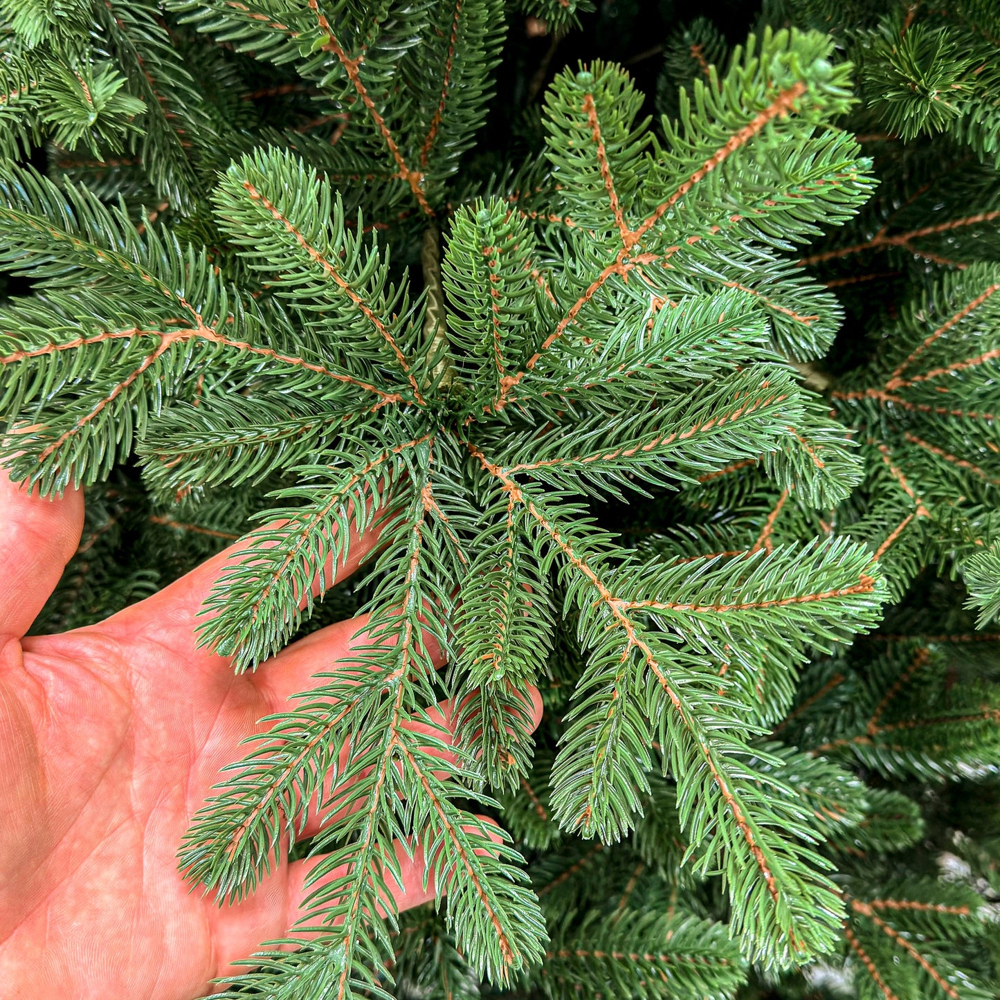 Brad artificial Christmas Deluxe by , Viena Select, integral 3D, 250 cm