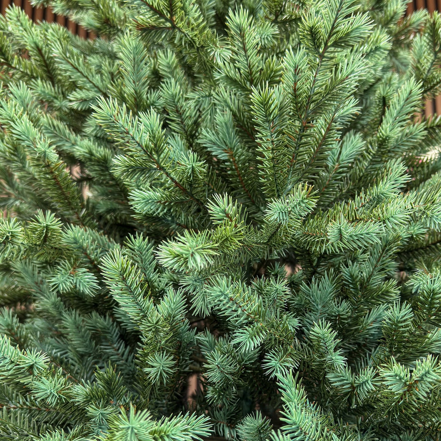 Brad artificial , Scandinavia, verde cu varfuri argintii, integral 3D, 210 cm