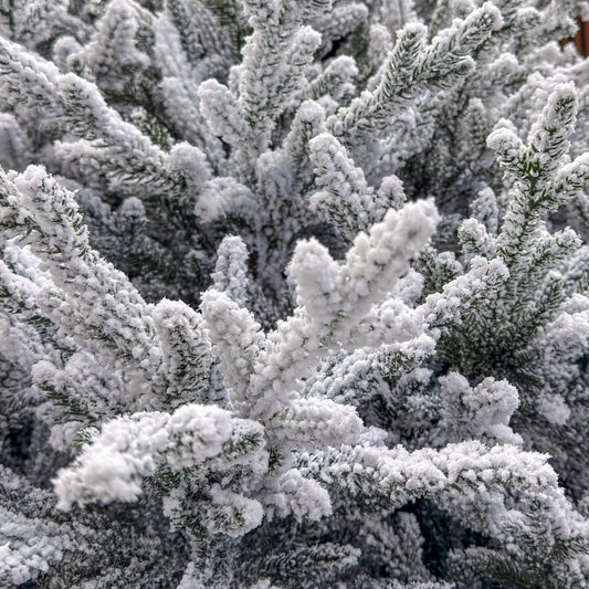 Brad artificial , Alesea Elite, nins, integral 3D, 200 cm