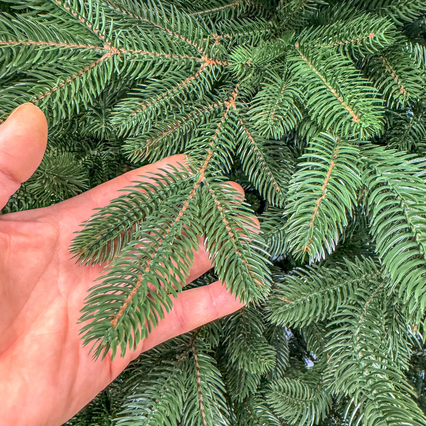 Brad artificial Christmas Deluxe by , Laponia Select, integral 3D, 300 cm