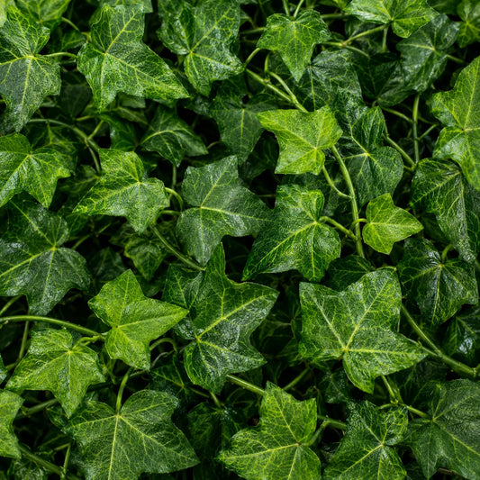 Planta Artificiala Ghirlanda din Iedera, 12 Ramuri x 36 Frunze, Verde