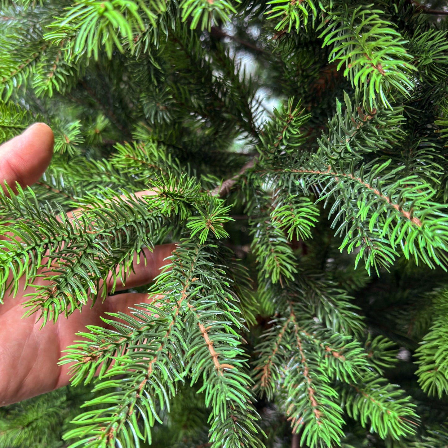 Brad artificial , Hollandia, verde cu varfuri verzi, integral 3D, 210 cm