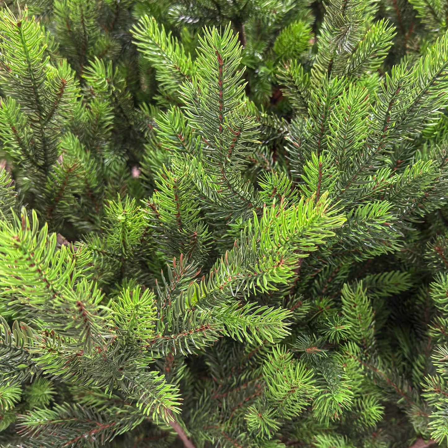 Brad artificial , Hollandia, verde cu varfuri verzi, integral 3D, 210 cm