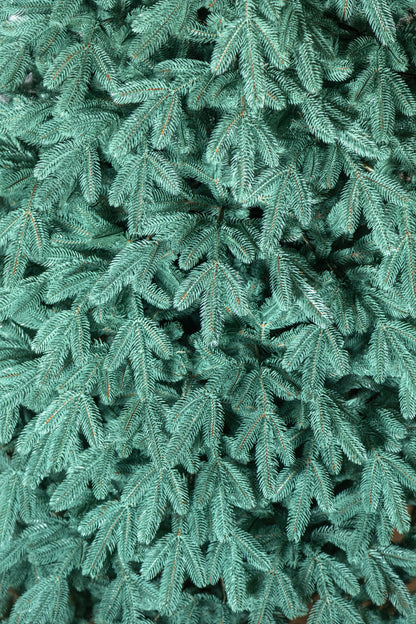 Brad artificial Christmas Deluxe by , Laponia Select argintiu, integral 3D, 230cm