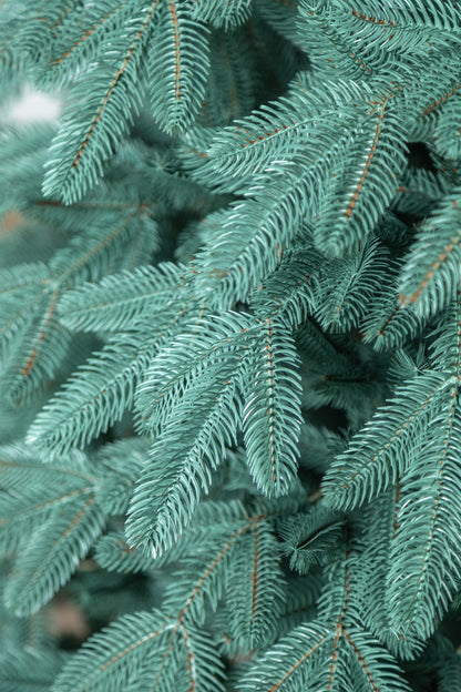 Brad artificial Christmas Deluxe by , Laponia Select argintiu, integral 3D, 230cm