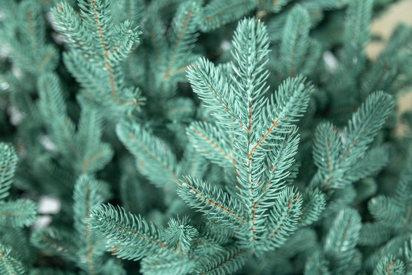 Brad artificial Christmas Deluxe by , Viena Select argintiu, integral 3D, 230cm