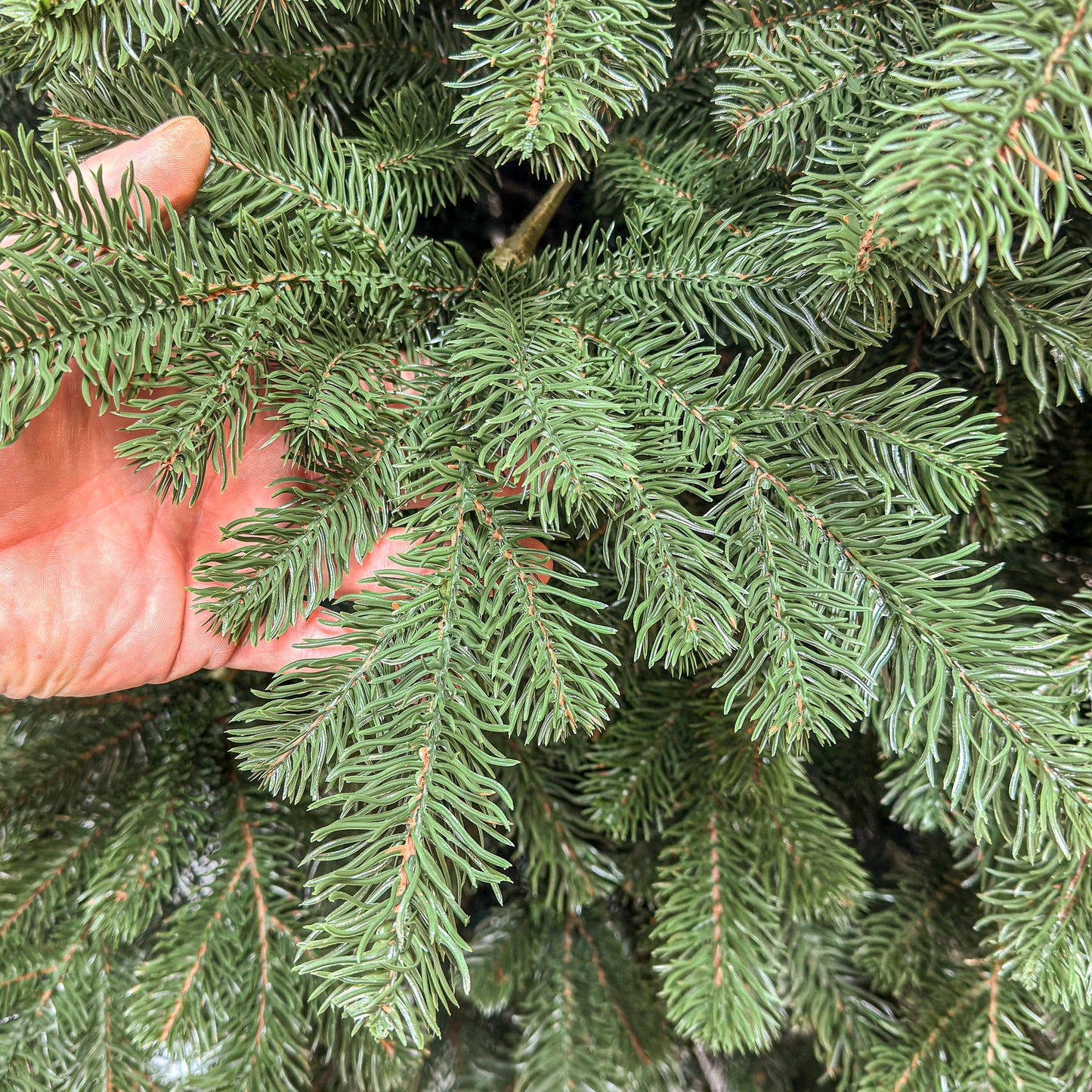 Brad artificial Christmas Deluxe by , Kovalivka Select, integral 3D, 250 cm