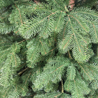 Brad artificial Christmas Deluxe by , Kovalivka Select, integral 3D, 250 cm