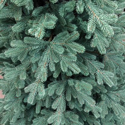 Brad artificial Christmas Deluxe by , Viena Select argintiu, integral 3D, 250 cm