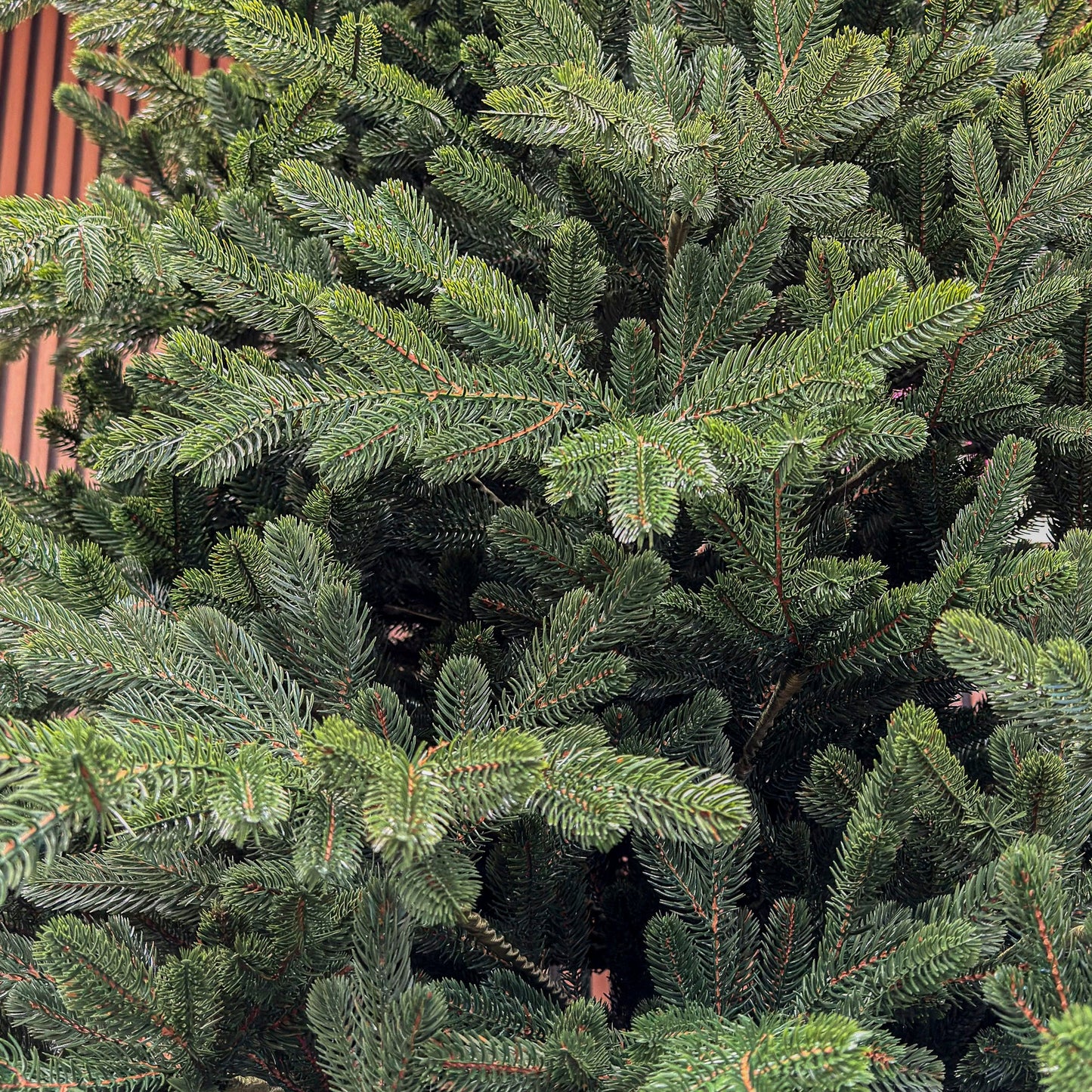 Brad artificial Christmas Deluxe by , Viena Select, integral 3D, 250 cm