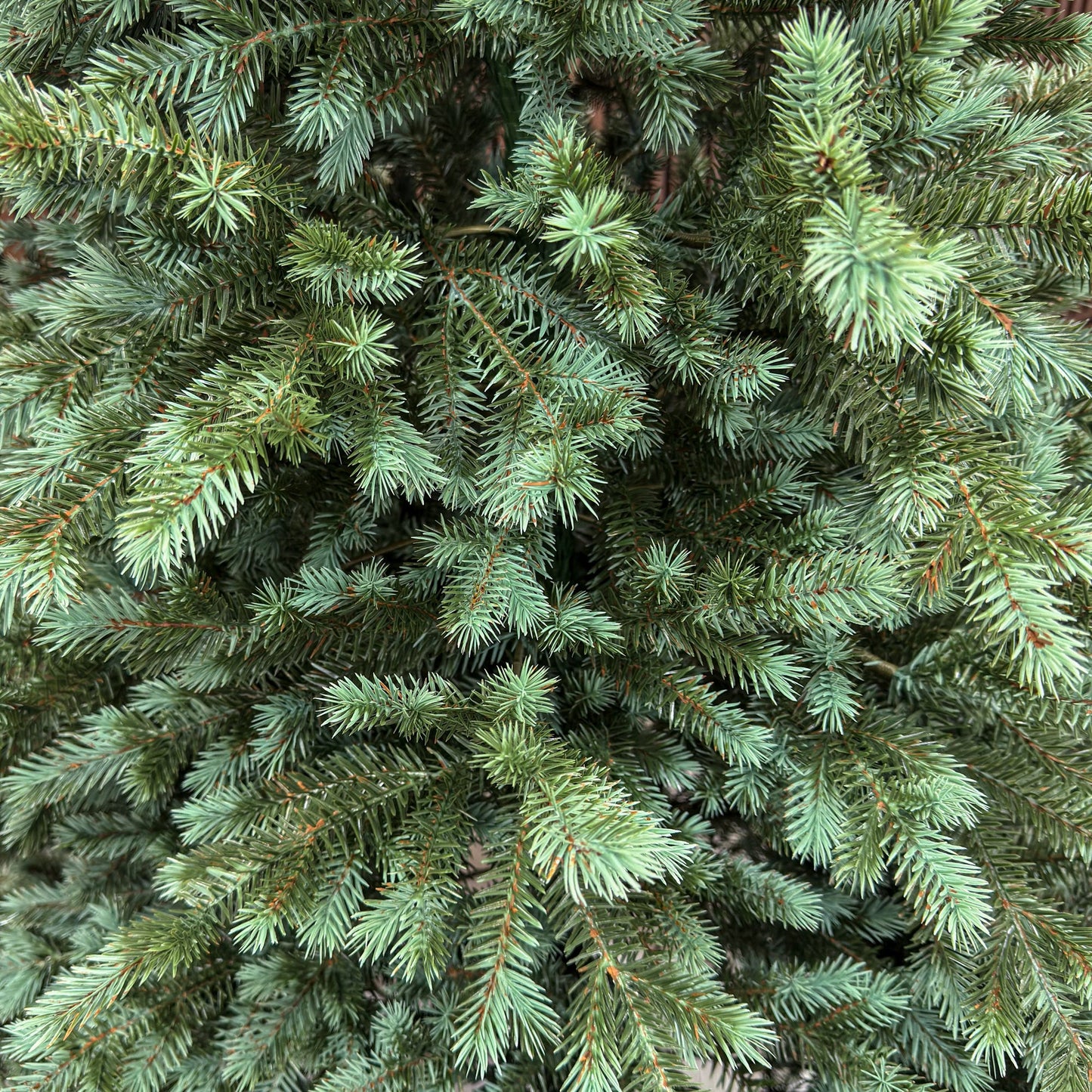 Brad artificial , Scandinavia, verde cu varfuri argintii, integral 3D, 210 cm