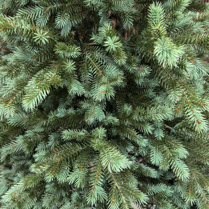 Brad artificial , Scandinavia, verde cu varfuri argintii, integral 3D, 210 cm