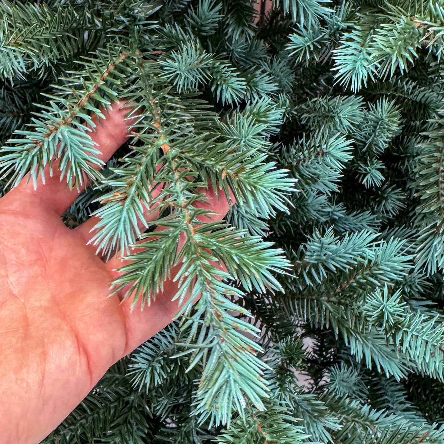 Brad artificial , Scandinavia, verde cu varfuri argintii, integral 3D, 210 cm